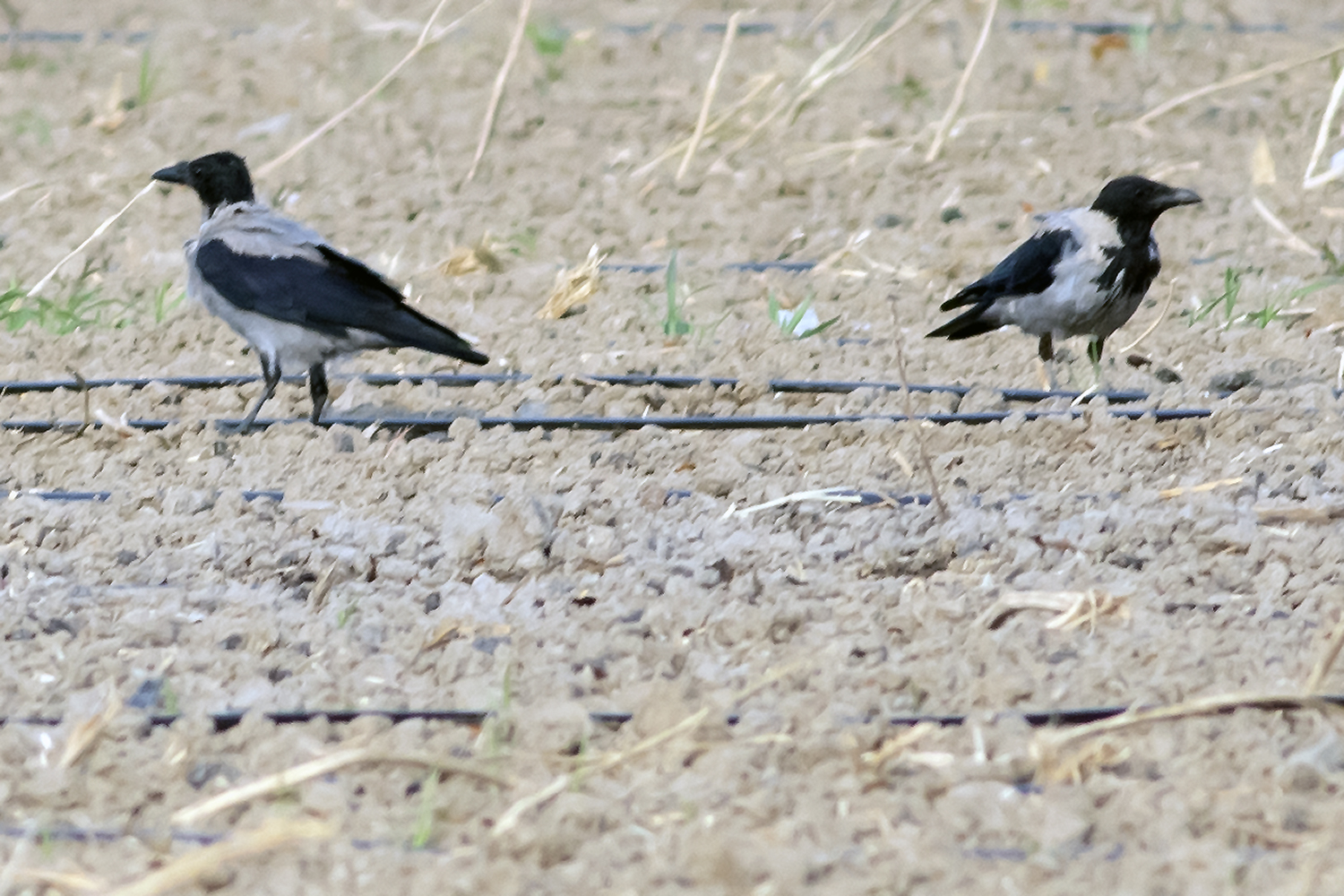 Hooded Crow